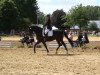 dressage horse Satin Look (Westphalian, 2005, from Show Star)