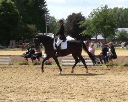 dressage horse Satin Look (Westphalian, 2005, from Show Star)