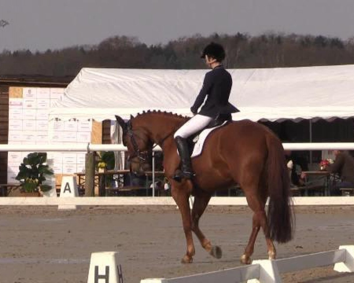 dressage horse Dufte Biene 13 (Hanoverian, 2008, from Don Frederico)
