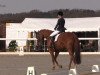 dressage horse Dufte Biene 13 (Hanoverian, 2008, from Don Frederico)