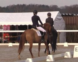 dressage horse Daisy WE (German Riding Pony, 2008, from FS Don't Worry)