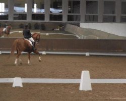 dressage horse Pavarotti 82 (Oldenburg, 2002, from Pik Noir)