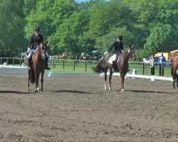 dressage horse Palermo Primo (Oldenburg, 1999, from Pik Noir)