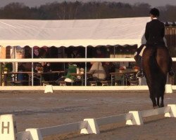 dressage horse Greta 109 (Hanoverian, 2006, from Grafenstolz)