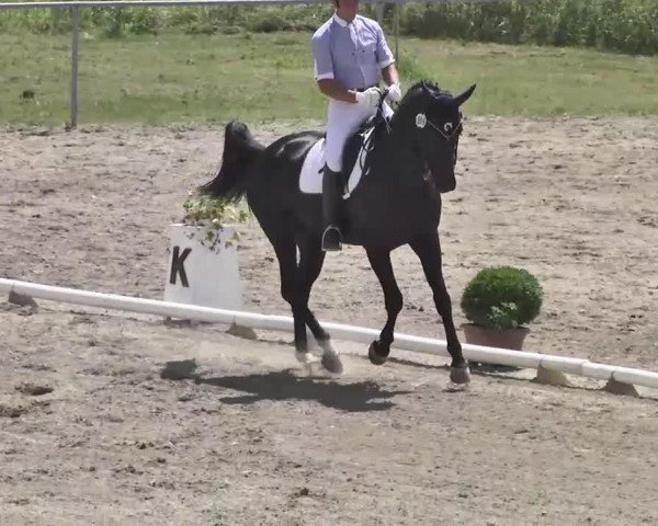 dressage horse Ribery 12 (Hanoverian, 2003, from Relevant)