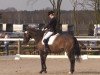 dressage horse Shirin's Flying Shadow (Trakehner, 2008, from Kaiserdom)