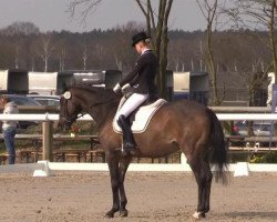 dressage horse Shirin's Flying Shadow (Trakehner, 2008, from Kaiserdom)