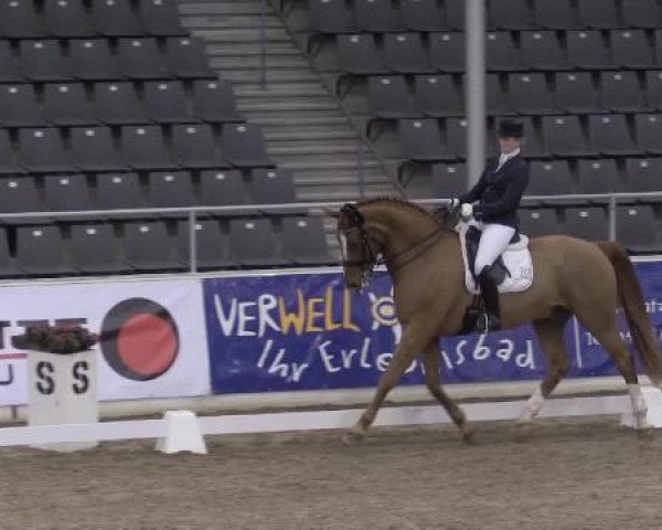 dressage horse Roberto Cavalli 5 (Hanoverian, 2006, from Riverside)