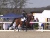 dressage horse Stromberg 8 (Hanoverian, 2008, from Sir Donnerhall I)