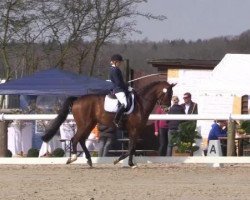 dressage horse Stromberg 8 (Hanoverian, 2008, from Sir Donnerhall I)