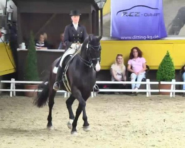 dressage horse Naseweis 21 (Hanoverian, 2002, from Wolkentanz I)