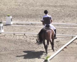 dressage horse Passiano 5 (Hanoverian, 2002, from Prince Thatch xx)