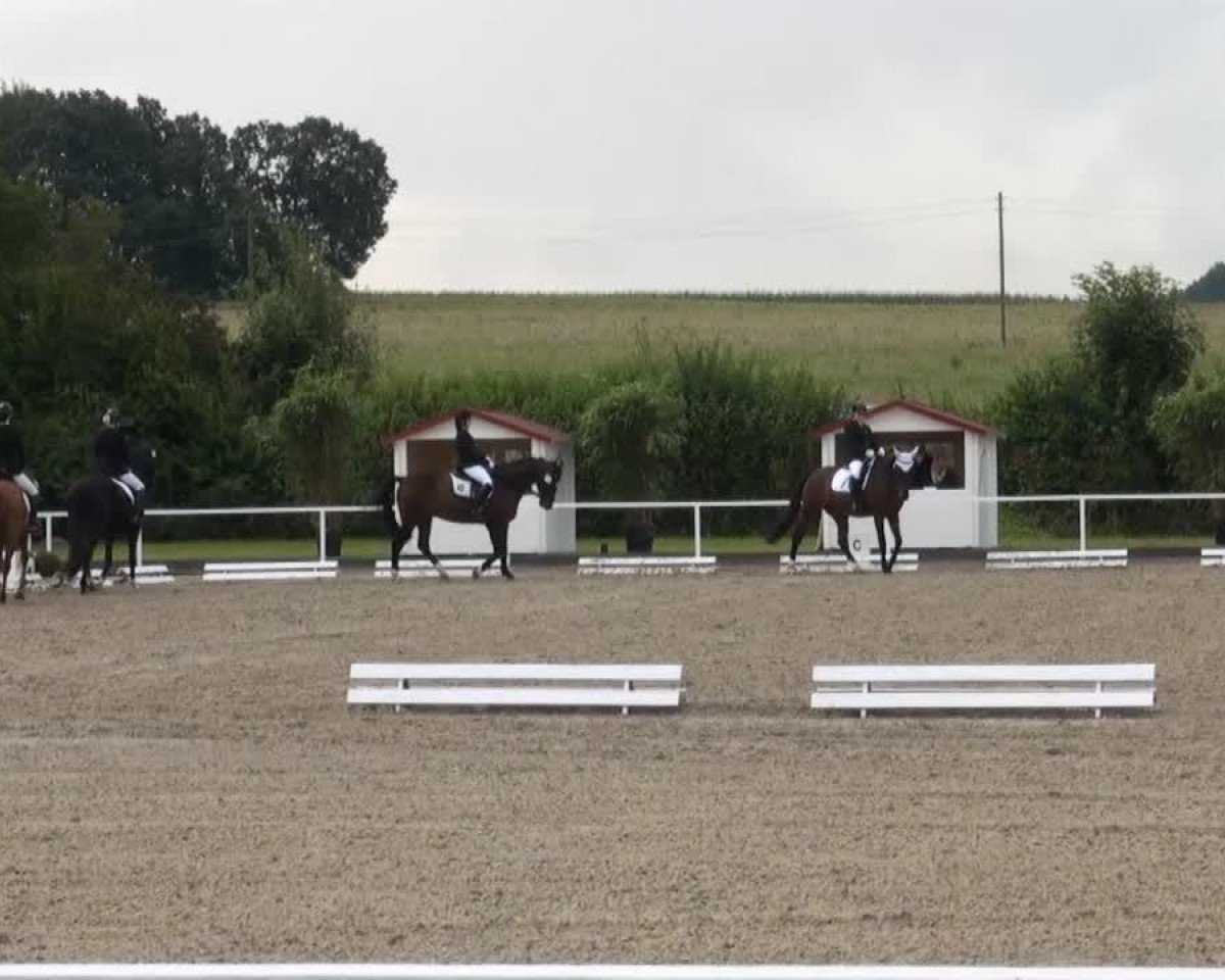 dressage horse Weatherbee (Hanoverian, 2004, from Waterford)