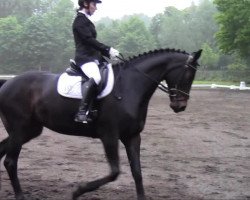 dressage horse Havanera 3 (Hanoverian, 2005, from Hochadel)