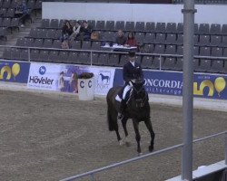 dressage horse Hatari 12 (Hanoverian, 2006, from Hochadel)