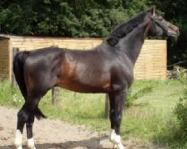 stallion Decano (Hanoverian, 1988, from Derwisch)