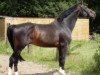 stallion Decano (Hanoverian, 1988, from Derwisch)