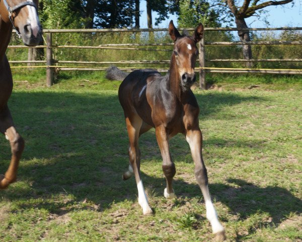 Springpferd Rassini 3 (Deutsches Sportpferd, 2014, von Rasso Royal)