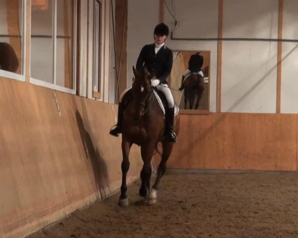 dressage horse Laurentzio B (Hanoverian, 2000, from Longchamp)