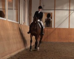 dressage horse Laurentzio B (Hanoverian, 2000, from Longchamp)