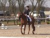 dressage horse Weltano 38 (Hanoverian, 2007, from Weltmeyer)