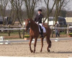 dressage horse Weltano 38 (Hanoverian, 2007, from Weltmeyer)