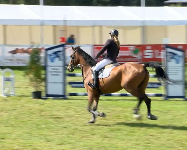 jumper Spirit In The Sky (Hanoverian, 2001, from Slibovitz)