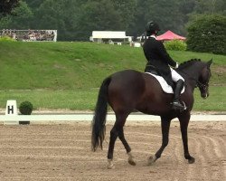 dressage horse Laurina (Westphalian, 2005, from Laudabilis)