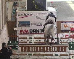 broodmare First White (Oldenburg show jumper, 2004, from Forsyth)