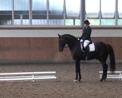 dressage horse Beldivano (Hanoverian, 1999, from Bergamon)