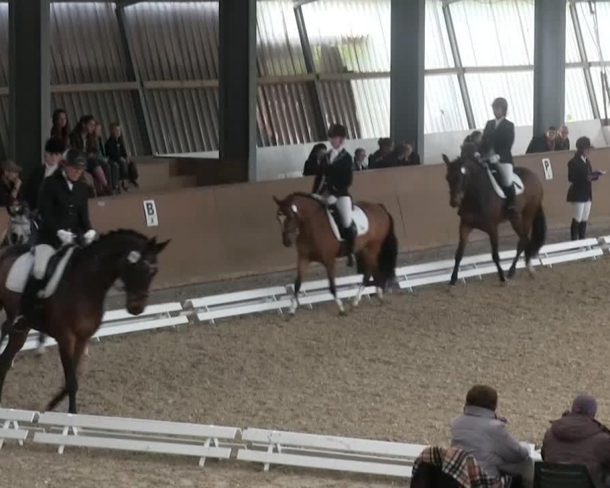 dressage horse Waldfunke (Hanoverian, 2000, from Waldstar xx)