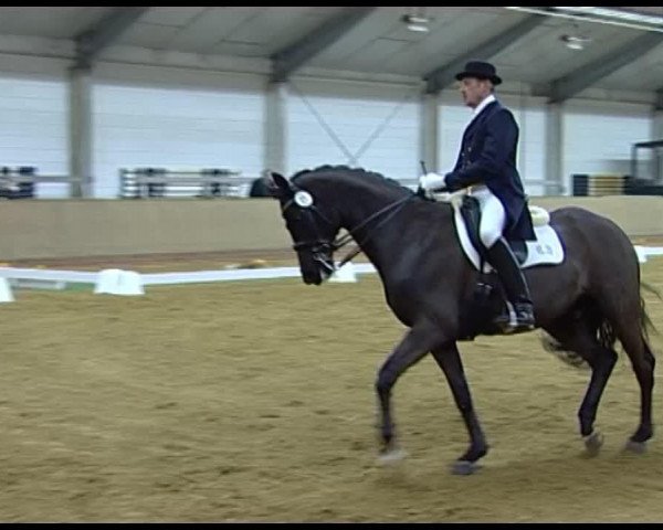 dressage horse Copain 10 (Trakehner, 2004, from Gribaldi)