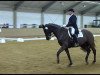 dressage horse Copain 10 (Trakehner, 2004, from Gribaldi)