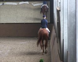 dressage horse Garandino (Hanoverian, 2004, from Garant)