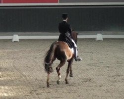 dressage horse Belvedere 44 (Hanoverian, 2004, from Belissimo NRW)