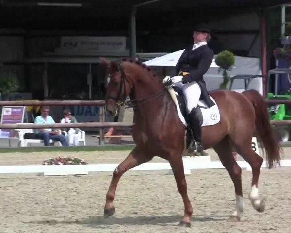 stallion Bellagio (Hanoverian, 2005, from Belissimo NRW)