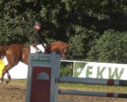 jumper Norderney 4 (Hanoverian, 2005, from Now Or Never M)