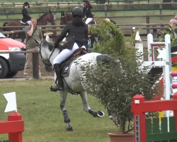 jumper Newton (Hanoverian, 2004, from Now Or Never M)