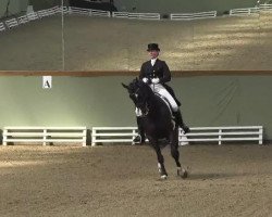 dressage horse Broadway 24 (Hanoverian, 2001, from Beluga)