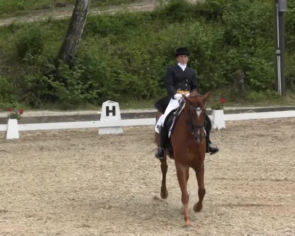 dressage horse Wedding Queen 3 (Hanoverian, 2001, from Waikiki I)