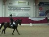 dressage horse Waicando 2 (Hanoverian, 2001, from Waikiki I)