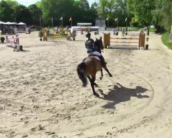 jumper Chansonnier (Hanoverian, 2004, from Conteur)