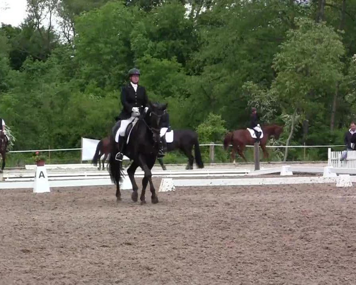 jumper Salerie (Hanoverian, 2004, from Salieri)