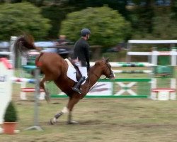 broodmare Galipoli (Hanoverian, 2005, from Ginsberg)