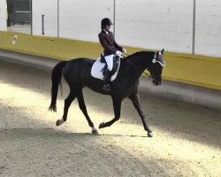 dressage horse Rimero (German Sport Horse, 2005, from Roadster)