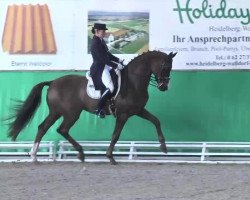 dressage horse Alabama 40 (Hanoverian, 2002, from Alabaster)