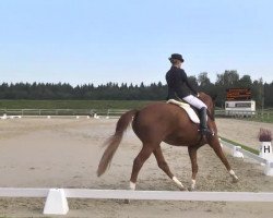 dressage horse Aggassi (Oldenburg, 1997, from Alabaster)