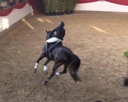 broodmare Abke's Girl (Oldenburg, 2004, from Abke 4)