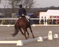 dressage horse Louis 294 (Hanoverian, 2006, from Londonderry)