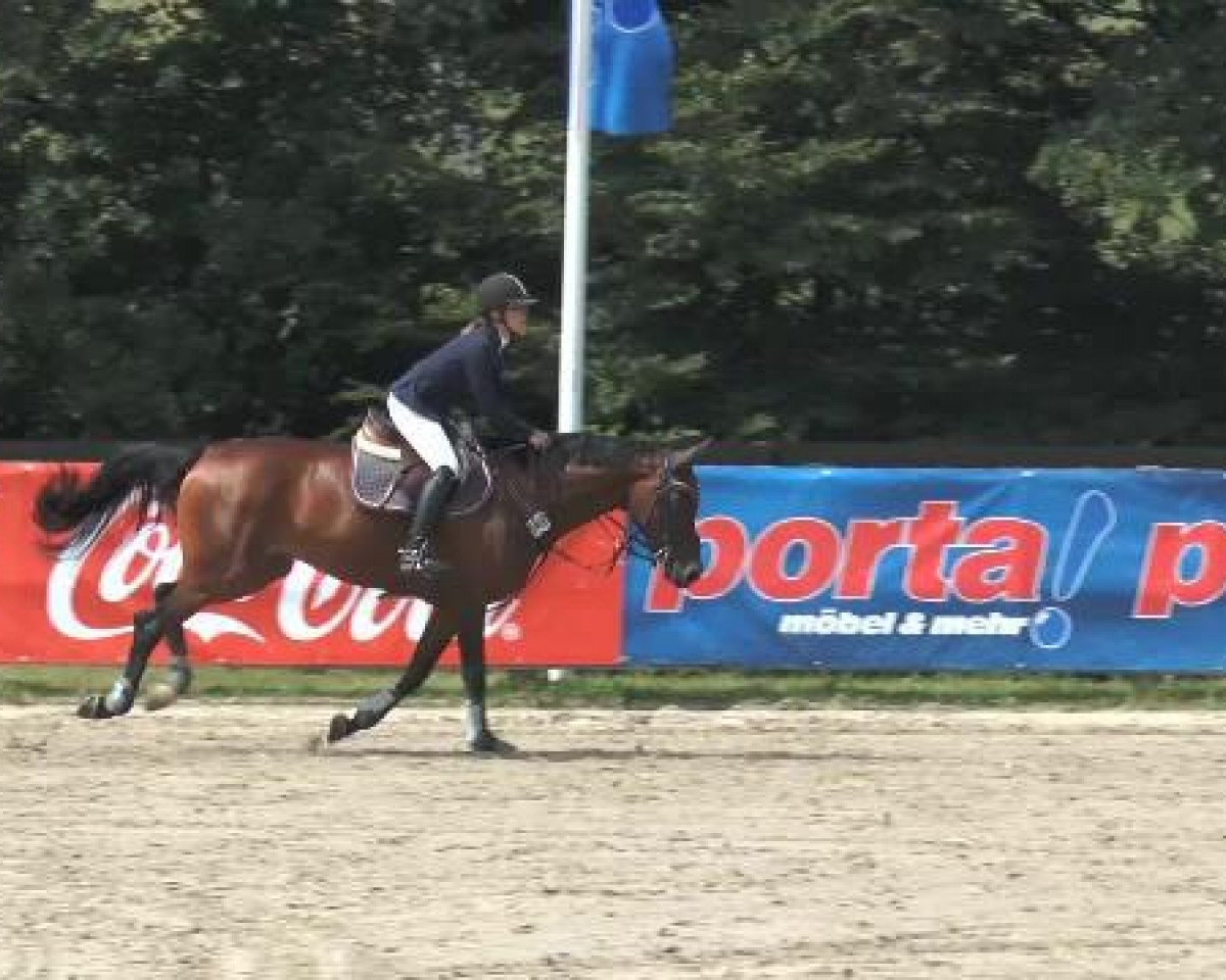 jumper W.K. Carisma (Hanoverian, 2005, from Converter I)
